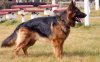 动物世界兽王奴犬饲养员专业养殖高品质品种