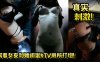 真实刺激瞒着女友和她闺蜜ktv厕所打炮详情介绍