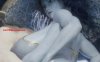 TDonTran大师3D：整合2023-2025年3月更新整合[NB-100G]